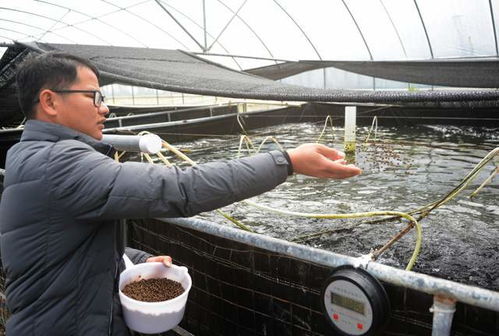 湖南瀏陽創循環水微生物科技養殖 南美白對蝦 和鱸魚新模式