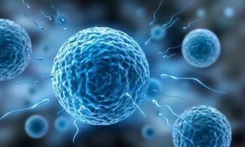 科學家發現,卵子會偏愛某些人精細胞,這些人卻并不一定是伴侶